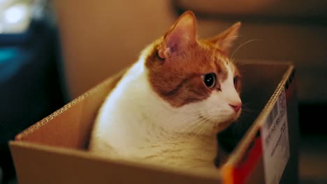 Katze-Sitzt-In-Einem-Karton