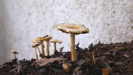 Wide-shot-of-a-group-of-toadstools-or-mushrooms-on-the-top-of-a-chipped-wood-heap