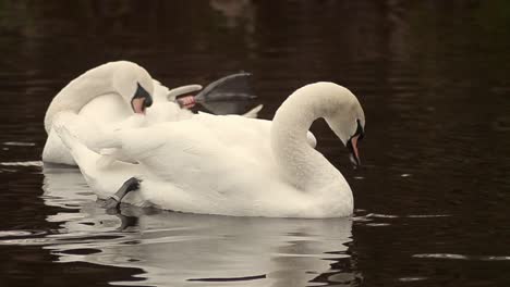 Two-white-swans-grooming