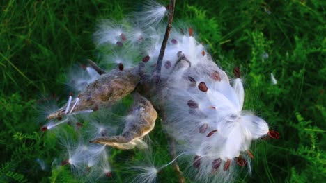 A-close-up-of-an-exploded-milkweed-seed-pod-reveals-it's-beauty-in-the-wind
