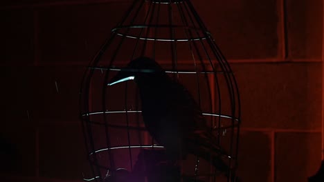 Schwarzer-Vogel-Oder-Krähe,-Eingesperrt-In-Einem-Käfig