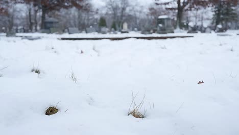 Rose-falling-in-snow-at-cemetery