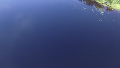 Drohnenvideo-Einer-Gruppe-Von-Seerosen-Und-Der-Küste-In-Einem-Wunderschönen-Und-Klaren-Finnischen-Waldsee