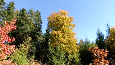 Bäume-Mit-Herbstfarben-Im-Tannenwald