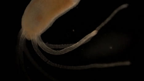 Mikroskopische-Aufnahmen-Von-Hydra