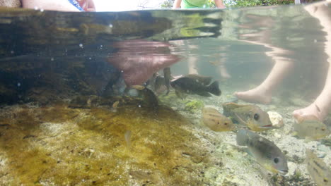 A-group-of-people-get-a-fish-pedicure-in-a-natural-pool-in-Arikok-National-Park,-Aruba,-Dutch-Caribbean