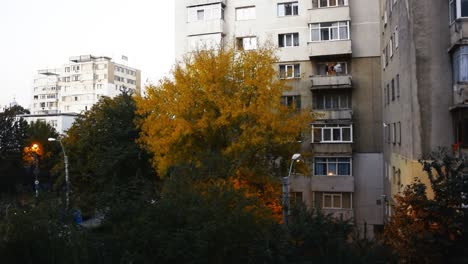 View-of-brightly-coloured-orange-tree-in-the-city-in-front-of-an-apartment-block