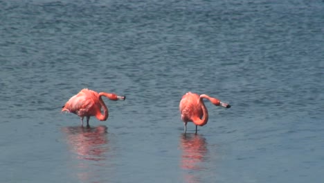 Zwei-Rosa-Flamingos
