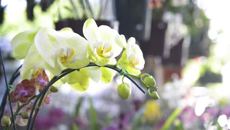 Beautiful-ornamental-white-orchids-flowers-in-indoor-garden