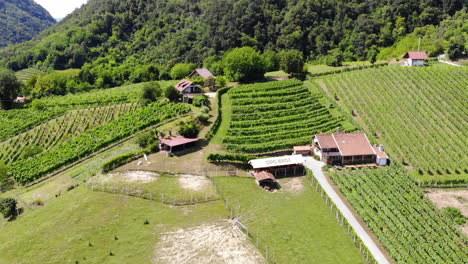 Aerial-drone-shot-of-a-vineyard-in-Zagorje,-Croatia