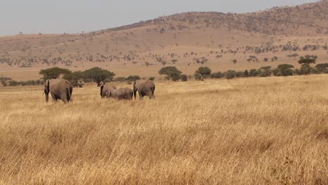 Eine-Familie-Afrikanischer-Elefanten-Wandert-Durch-Die-Ebenen-Der-Serengeti-In-Tansania