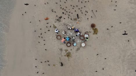 Aerial,-decreasing,-slow-motion,-drone-shot-of-fishermen-cleansing-and-gutting-fish-on-a-beach,-birds-fly-around-looking-for-food,-near-Trincomalee-city,-in-Gokanna,-in-the-Eastern-Province,-Sri-Lanka
