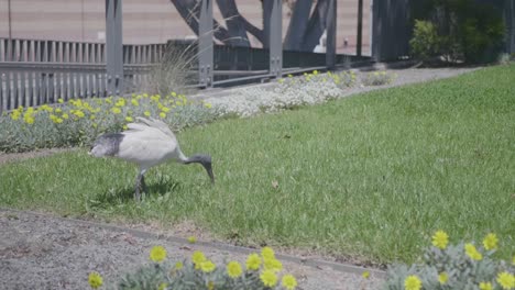 Aufnahme-Von-Threskiornis-Molucca-Oder-Dem-Australischen-Weißen-Ibis-Vogel-In-Einem-Park