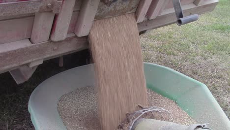 Unloading-wheat-from-a-truck-into-an-auger