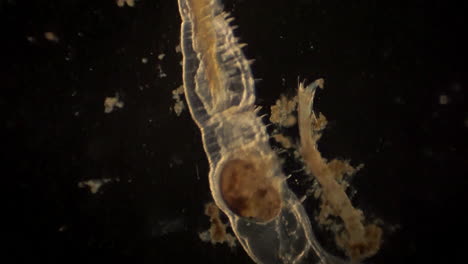 Microscopic-ostracod-and-arthropod-with-ostracod-in-it's-digestive-tract