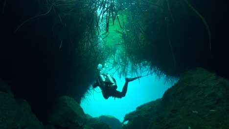 Divers-below-mangrove-trees