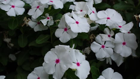 Ornamental-and-medicinal-white-periwinkle-flowers-with-pink-center,-Close-up-pan