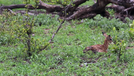 Newborn-baby-impala-stumbles-while-trying-to-take-it's-first-steps-out-in-the-African-wilderness