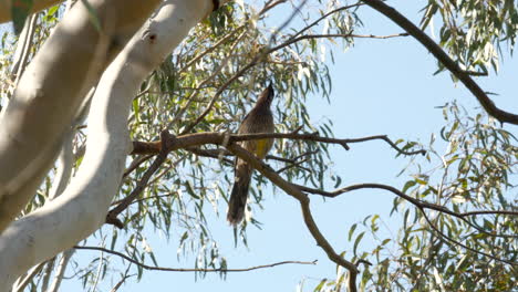 Einheimischer-Australischer-Wattlebird,-Der-Auf-Einem-Gummibaum-Singt