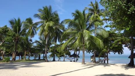 Kokospalmen-Auf-Der-Insel-Dos-Palmas