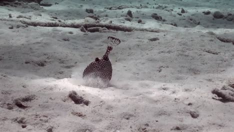 Spotted-Boxfish-digging-for-food