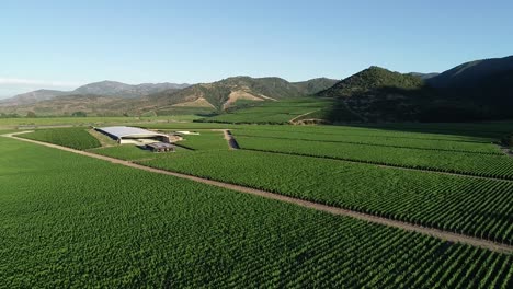 Luftaufnahmen-Von-Chilenischen-Weinbergen-Und-Tranque