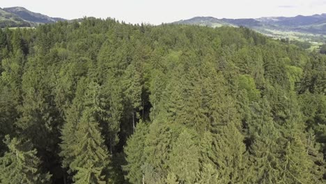 Fast-drone-shot-over-a-forest-in-Switzerland-while-summer