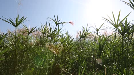 Plantas-De-Papiro-En-La-Provincia-De-Udonthani,-Tailandia