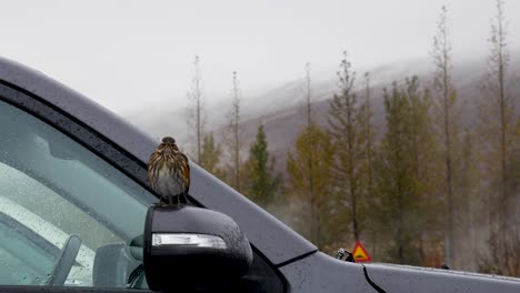 Kleiner-Vogel-Sitzt-Auf-Einem-Autoaußenspiegel
