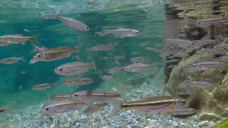 Swarm-of-small-fish-swimming-in-shallow-water-in-all-directions-in-Macedonian-Lake-Ohrid-in-Southern-Europe,-shot-in-slow-motion