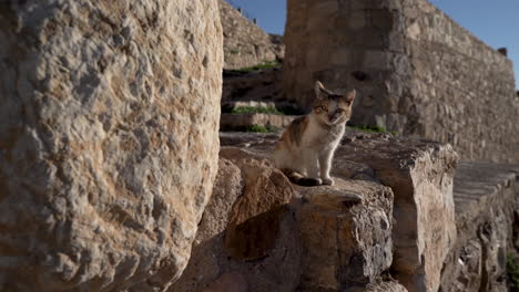 Little-Particoloured-Fur-Kitten-Sitting-on-the-Ruins-of-Kerak-Castle