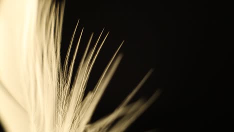 Rotating-leaf-feather-and-flower-on-turntable-with-dark-black-background-an-shallow-field-of-depth
