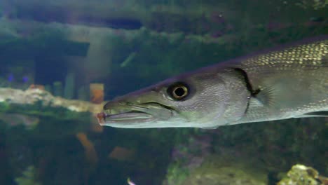 Large-fish-in-tank-at-aquarium