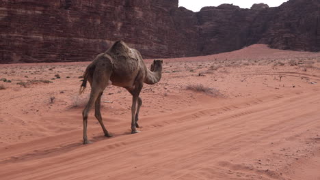 Einsames-Kamel,-Das-An-Einem-Hellen-Tag-Auf-Einer-Wüstenstraße-Im-Wadi-Rum,-Jordanien,-Spaziert