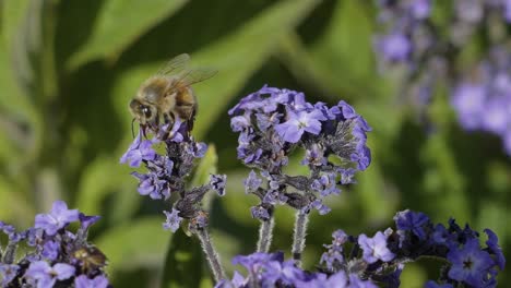 Nahaufnahme-Einer-Hummel,-Die-An-Einem-Hellen-Sommertag-Herumfliegt-Und-Pollen-Von-Blumen-Sammelt