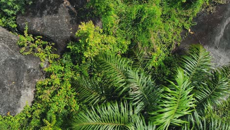 Luftaufnahme-über-üppigen-Grünen-Pflanzen,-Bäumen,-Großen-Steinen-Im-Dschungel