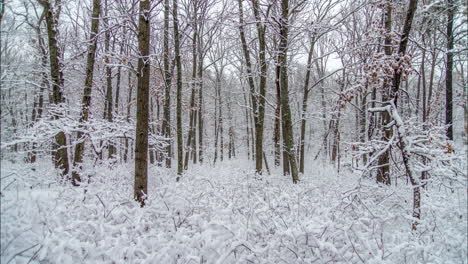 Fresh-snow-hangs-off-branches-and-shrubs-in-a-calm-winter-forrest