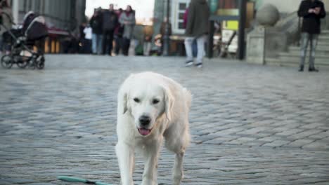 White-dog-in-city-looking-around,-slow-motion