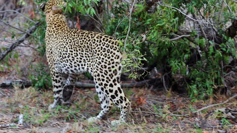 Männlicher-Leopard-Mit-Fährtenhalsband-Auf-Dem-Boden,-Der-Aufsteht-Und-Dann-Sein-Revier-Markiert