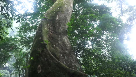 Ein-Riesiger-Baum-Im-Dschungel-Von-Vietnam