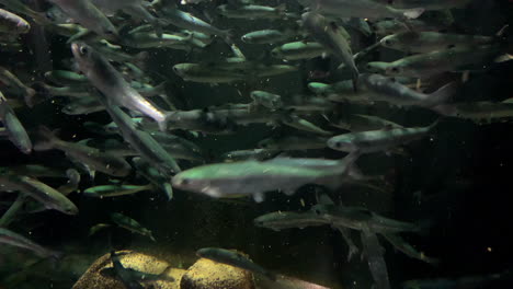 Shoal-fish-at-Kamon-Aquarium,-Japan