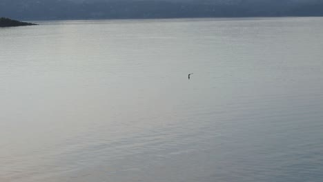 Tracking-shot-of-bird-flying-over-lake