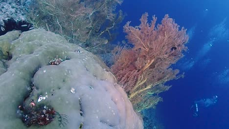 In-Der-Nähe-Ein-Gorgonien---Große-Korallen