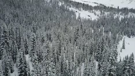 Drone-rising-in-elevation-to-reveal-treed-landscape-in-winter