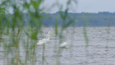 Great-white-egret-hunting-fish-in-the-lake-and-flying-walking-slow-motion