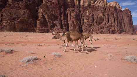 Un-Grupo-De-Camellos-Que-Pasan-Por-Un-Desierto-De-Wadi-Rum-En-Un-Día-Muy-Luminoso-Y-Soleado
