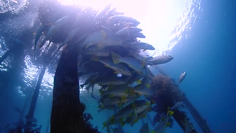 camera-gliding-from-below-under-a-group-of-fish-under-the-jetty