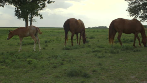 Camera-drifts-through-horses-grazing-in-a--field