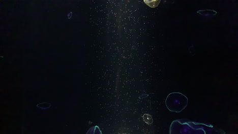 Jellyfish---Aequorea-Victoria---at-Kamon-Aquarium,-Japan