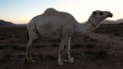 Ein-Sehr-Schönes-Kamel-Mit-Weißem-Fell-Frisst-Gras-Auf-Einer-Ebene-In-Der-Nähe-Der-Wüste-In-Jordanien